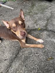 Found/Stray Male Dog last seen Adanson st, Orlando, FL 32804