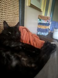 Lost Male Cat last seen Headquarters Road and sawmill Road, Litchfield, CT 06759