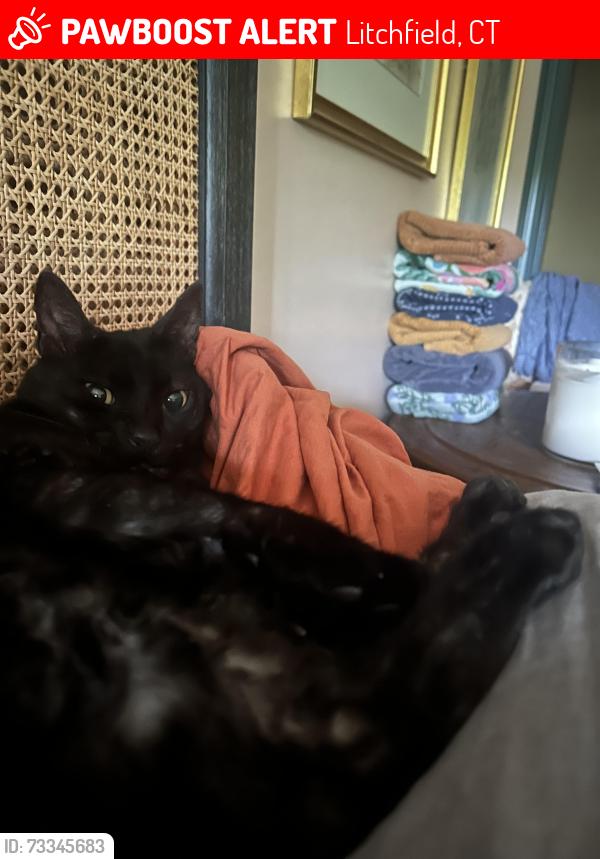 Lost Male Cat last seen Headquarters Road and sawmill Road, Litchfield, CT 06759
