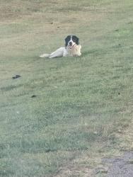 Found/Stray Unknown Dog last seen Right side of Hwy 56 heading into Cromwell from Wewok, Wewoka, OK 74884