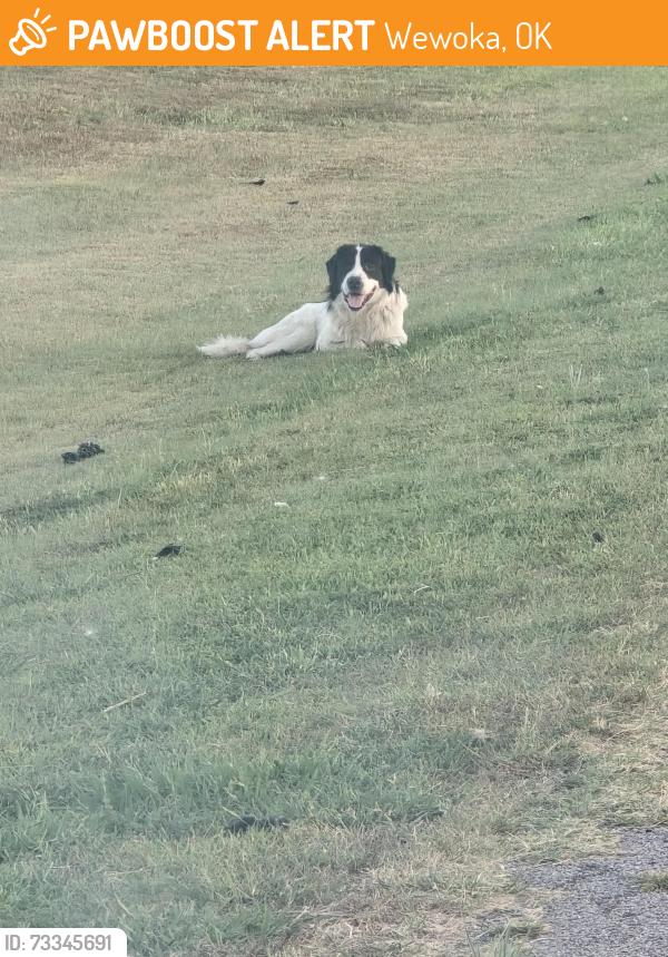 Found/Stray Unknown Dog last seen Right side of Hwy 56 heading into Cromwell from Wewok, Wewoka, OK 74884
