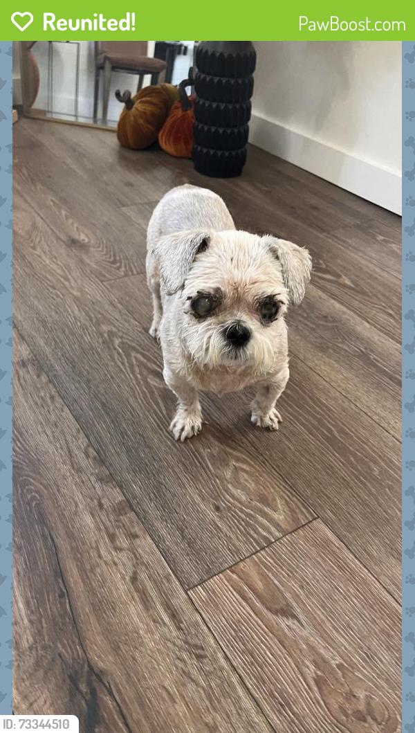 Reunited Female Dog last seen Blueberry Hill Dr & Woodson Rd, Oak Ridge North, TX 77385, USA, Oak Ridge North, TX 77385