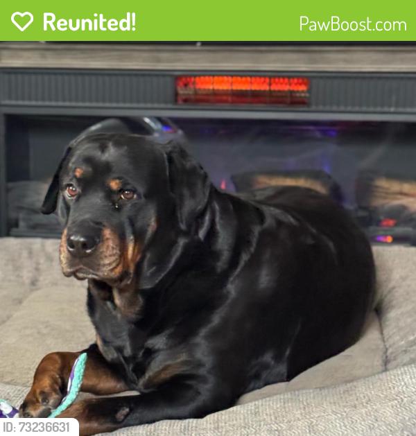 Reunited Female Dog last seen Shumway and Bruning, Portage, MI 49002
