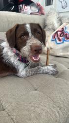 Reunited Male Dog last seen Bank of America in highland park, Los Angeles, CA 90042