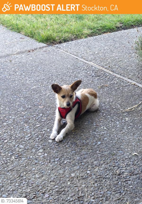 Found/Stray Unknown Dog last seen Northridge & Windemere, Stockton, CA 95209