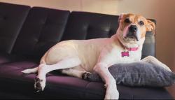 Lost Female Dog last seen Falcon street, New Tripoli, PA 18066