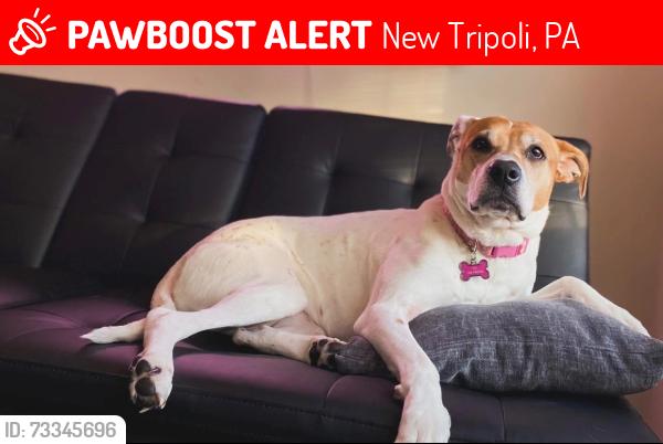 Lost Female Dog last seen Falcon street, New Tripoli, PA 18066