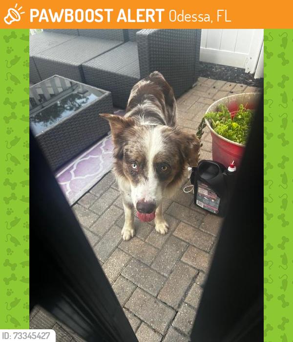 Found/Stray Male Dog last seen Near tarpoon springs, Odessa, FL 33556