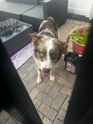 Found/Stray Male Dog last seen Near tarpoon springs, Odessa, FL 33556