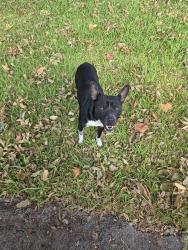 Found/Stray Male Dog last seen 9600-9698 Rustown Dr, Dallas, TX 75228, Dallas, TX 75228