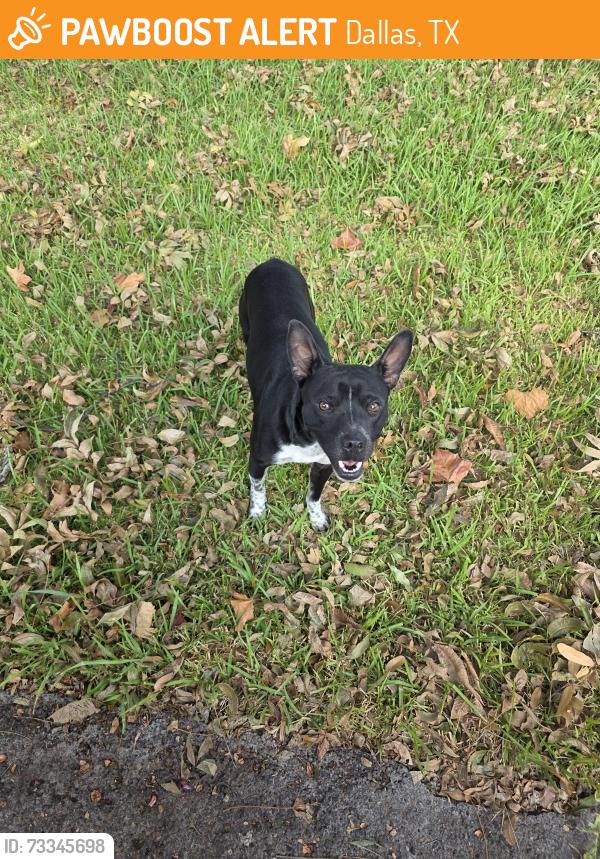 Found/Stray Male Dog last seen 9600-9698 Rustown Dr, Dallas, TX 75228, Dallas, TX 75228