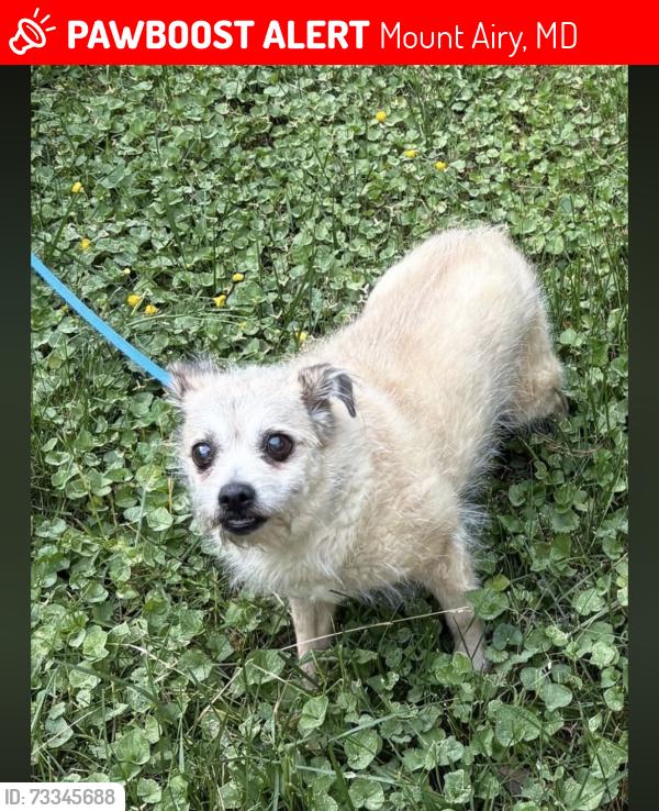 Lost Female Dog last seen Honeybush Dr / Flagmarsh Rd / Watersville Rd, Mount Airy, MD 21771
