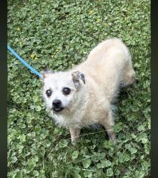 Lost Female Dog last seen Honeybush Dr / Flagmarsh Rd / Watersville Rd, Mount Airy, MD 21771
