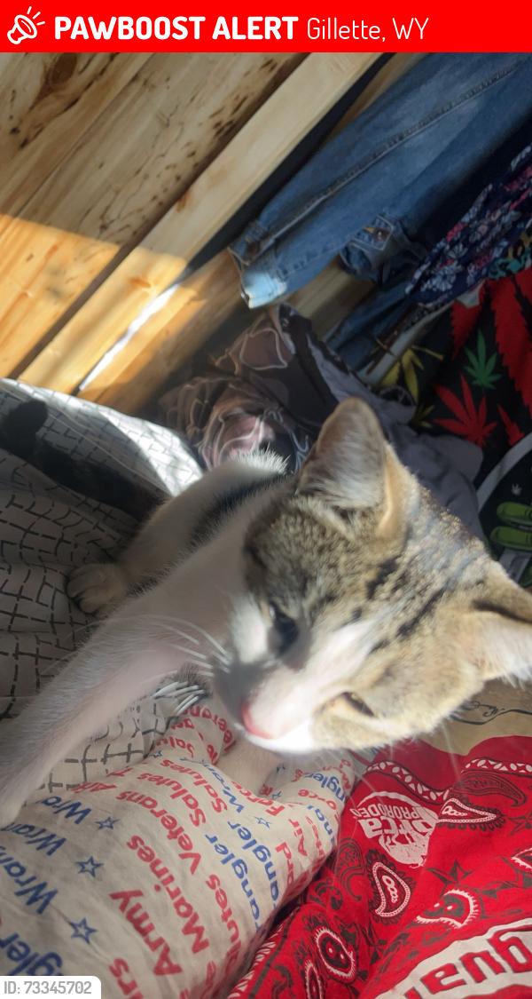 Lost Female Cat last seen wyodak, Gillette, WY 82717