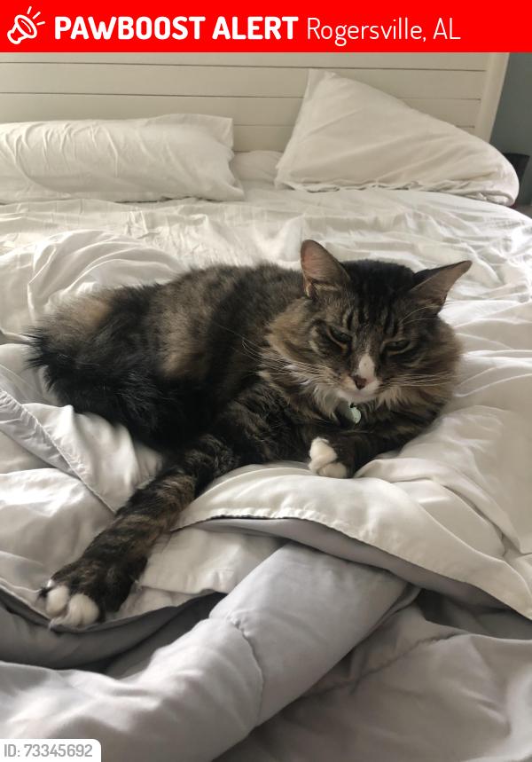 Lost Male Cat last seen Highway 72, Rogersville, AL 35652