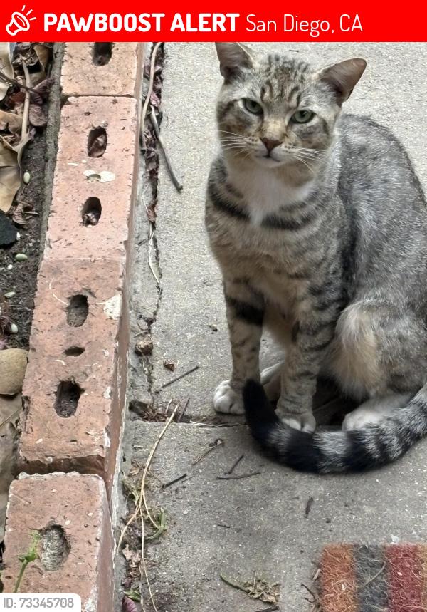Lost Male Cat last seen Beverly, San Diego, CA 92114