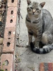 Lost Male Cat last seen Beverly, San Diego, CA 92114