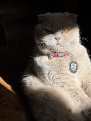 Lost Female Cat last seen Backyards, Calgary, AB T3R 0J3