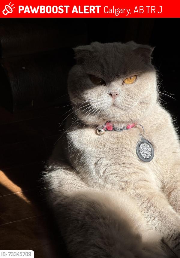 Lost Female Cat last seen Backyards, Calgary, AB T3R 0J3