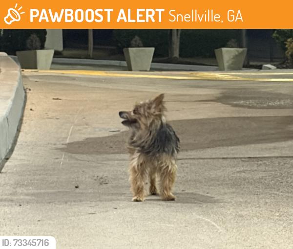 Found/Stray Unknown Dog last seen Caribou coffee and goodwill, Snellville, GA 30078