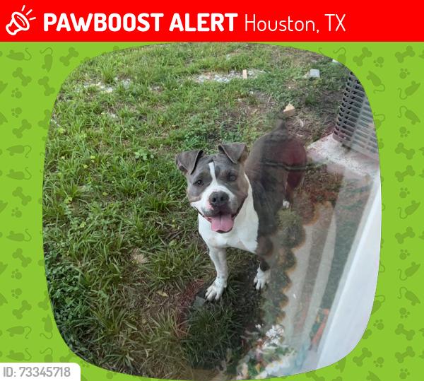 Lost Female Dog last seen Mykawa, Houston, TX 77033