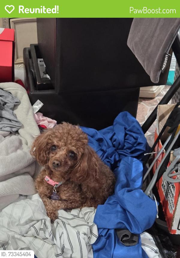 Reunited Female Dog last seen Loukelton, La Puente, CA 91744
