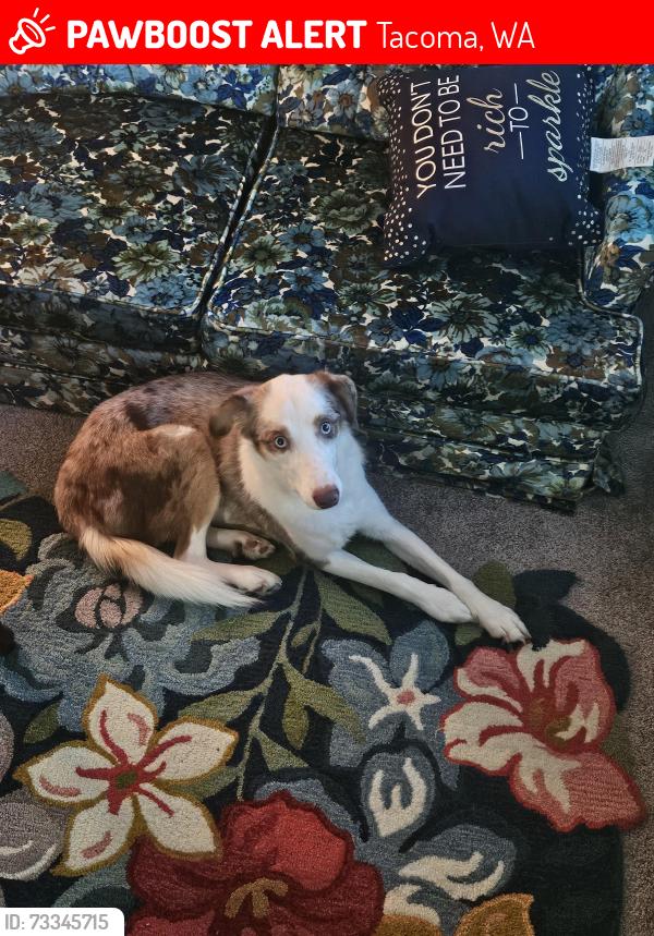 Lost Male Dog last seen 35th and Pine, Tacoma, WA 98409