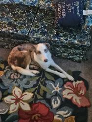 Lost Male Dog last seen 35th and Pine, Tacoma, WA 98409