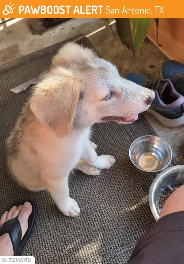 Found/Stray Male Dog last seen Carolwood at Mt Rainier St, San Antonio, TX 78213