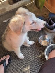 Found/Stray Male Dog last seen Carolwood at Mt Rainier St, San Antonio, TX 78213