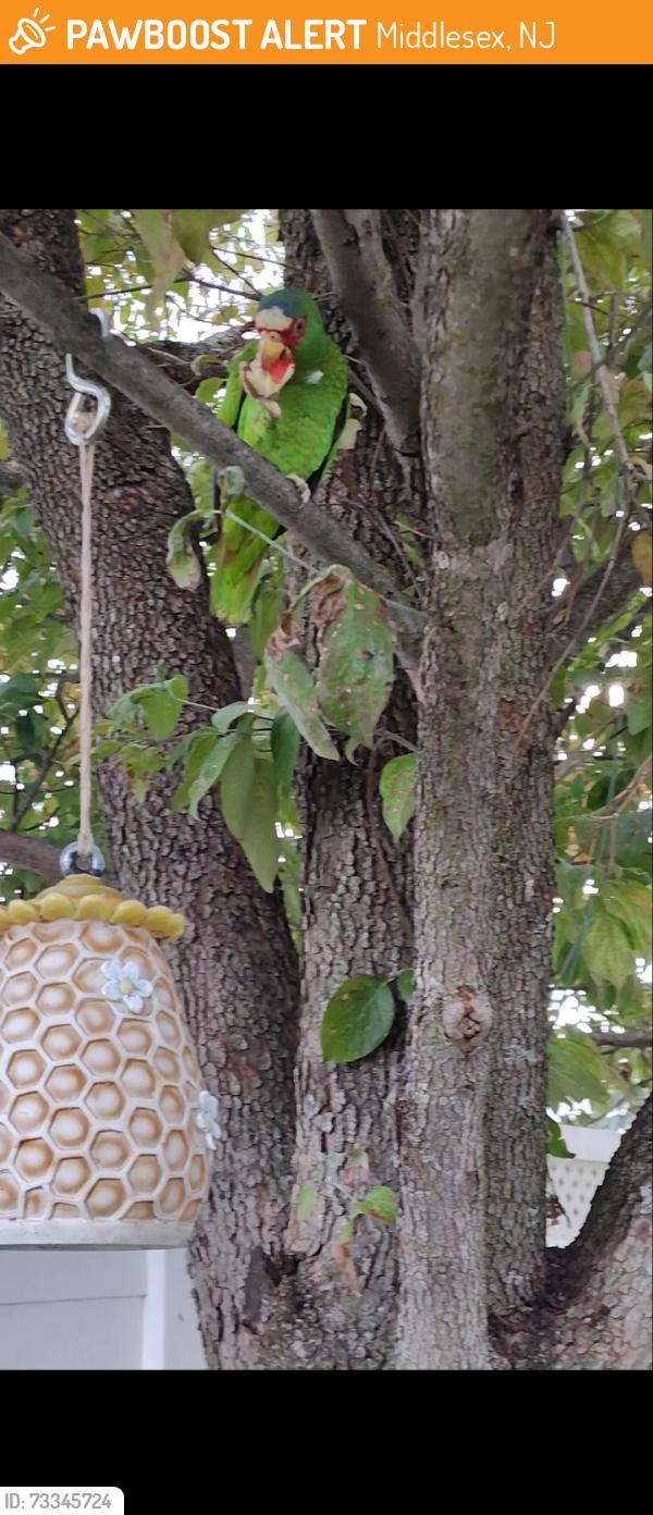 Found/Stray Unknown Bird last seen Route 28, Middlesex, NJ 08846