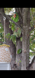 Found/Stray Unknown Bird last seen Route 28, Middlesex, NJ 08846