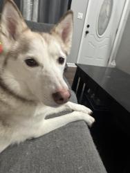 Lost Female Dog last seen Montgomery road, Aurora, IL 60505