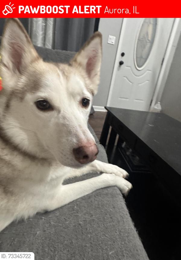Lost Female Dog last seen Montgomery road, Aurora, IL 60505