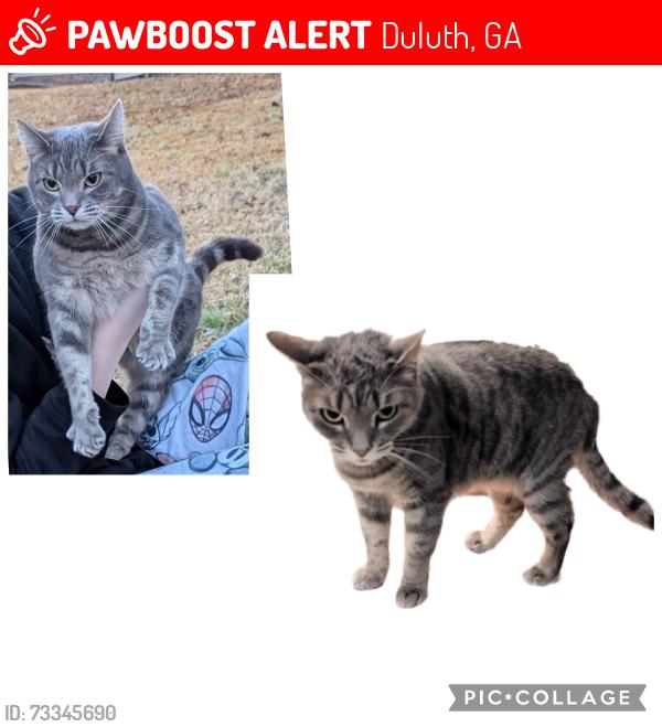 Lost Female Cat last seen Davenport Road, Duluth, GA 30096