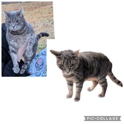 Lost Female Cat last seen Davenport Road, Duluth, GA 30096