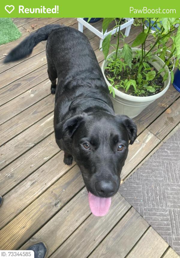 Reunited Male Dog last seen Skyview Lake, Greentown, PA 18426