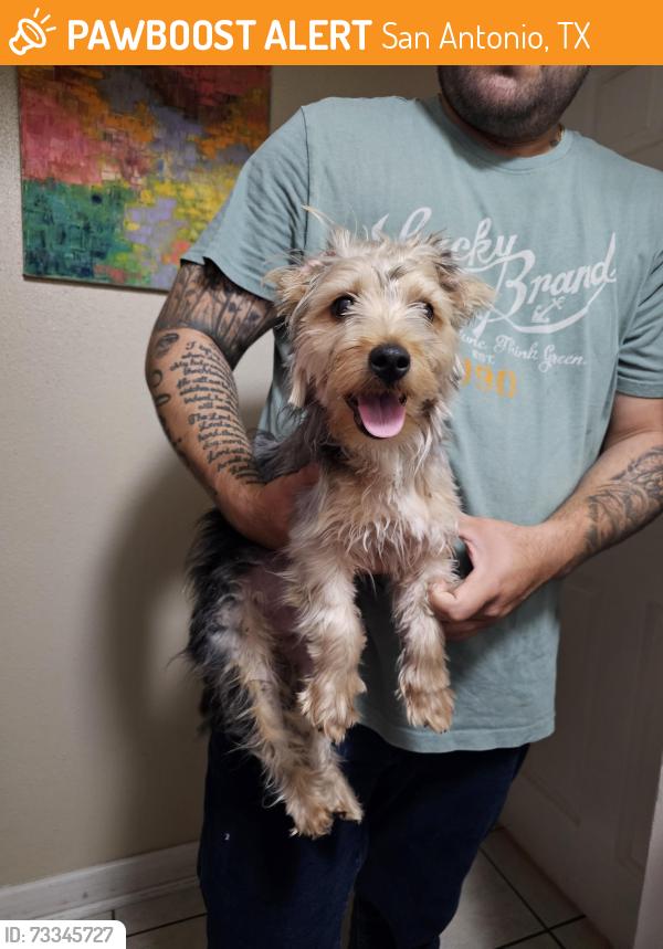 Found/Stray Male Dog last seen Heritage duck park, San Antonio, TX 78245