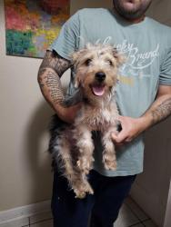 Found/Stray Male Dog last seen Heritage duck park, San Antonio, TX 78245