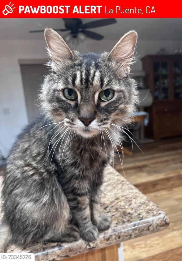 Lost Male Cat last seen Azusa & Temple, La Puente, CA 91744