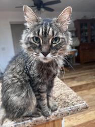 Lost Male Cat last seen Azusa & Temple, La Puente, CA 91744