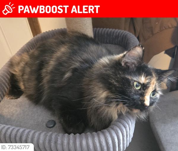 Lost Female Cat last seen Pavillion est North Ave, Pavilion Township, MI 49048