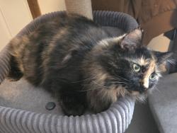 Lost Female Cat last seen Pavillion est North Ave, Pavilion Township, MI 49048