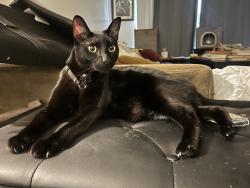 Lost Female Cat last seen Felix St., Santa Cruz, CA 95060