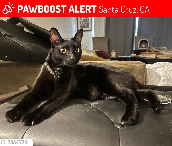 Lost Female Cat last seen Felix St., Santa Cruz, CA 95060
