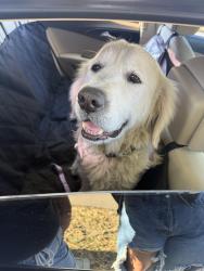 Found/Stray Male Dog last seen Vistapark & GREENPARK way, San Jose, CA 95136