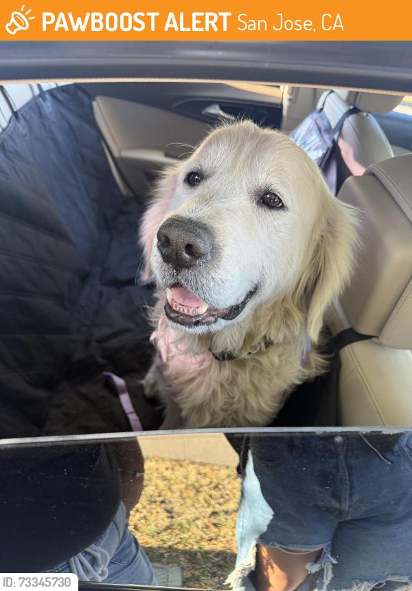 Found/Stray Male Dog last seen Vistapark & GREENPARK way, San Jose, CA 95136