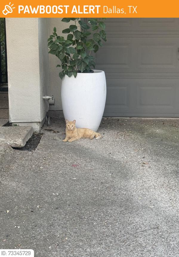 Found/Stray Unknown Cat last seen Northwest highway and midway, Dallas, TX 75220