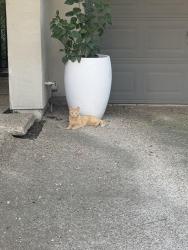 Found/Stray Unknown Cat last seen Northwest highway and midway, Dallas, TX 75220