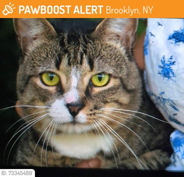 Found/Stray Male Cat last seen Greenwood Cemetery inner pond, Brooklyn, NY 11232